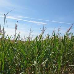 corn field and blue sky