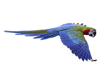 Macaw parrot flying, close up of a Macaw parrot 