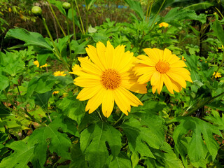Close-up of vibrant yellow Mexican sunflower (Tithonia diversifolia) flowers blooming in a garden. The petals radiate around the golden center, surrounded by lush green foliage in natural sunlight
