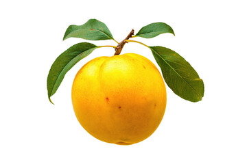 Freshly picked ripe apricot with vibrant green leaves, perfect for healthy eating and organic recipes,PNG,transparent background,no background