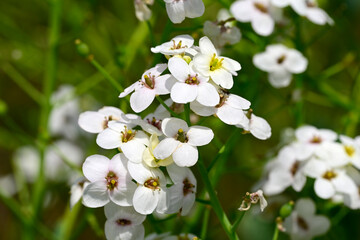 Echter Meerkohl - Blüte // Sea kale flowers  (Crambe maritima)  © bennytrapp