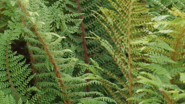 Bracken Ferns Swaying in Wind in Lush Forest