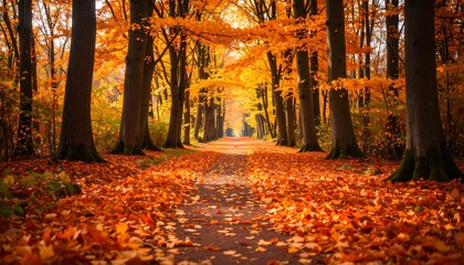 Fototapeta premium Autumnal path through golden trees