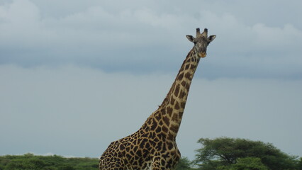 giraffe in the savannah