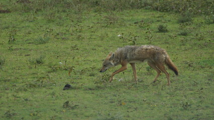 a pair of wild animals