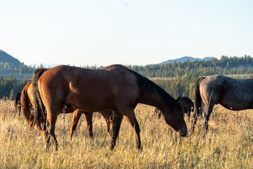 Horses Grazing Together in Meadow at Golden Hour