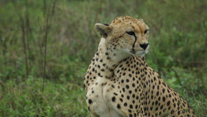 cheetah hunting
