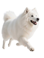 A fluffy white Samoyed dog joyfully bounds forward, paws lifted, against a stark white background.