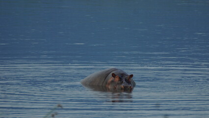 Fototapeta premium Hippo in the water