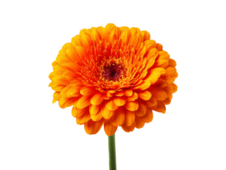 Vibrant orange gerbera daisy flower isolated on black background, Isolated On White Background, Png Transparent