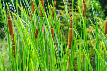 ガマと若葉