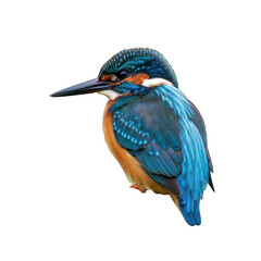 Brilliant Kingfisher Isolated on Black Captivating Avian Portrait Close Up Isolated