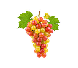 Yellow red grapes bunch vertical with leaves isolated on white background.
