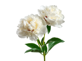 Two delicate white peonies isolated on black background, Isolated On White Background, Png Transparent