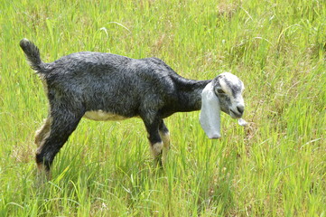goat on a meadow Nubian doe dairy animal blue roan
