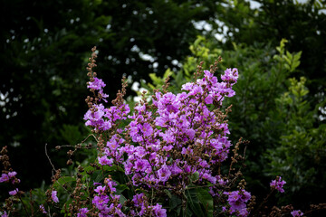 Crape Myrtle