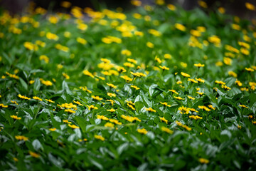 A field of yellow flowers