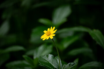 yellow flower in the garden