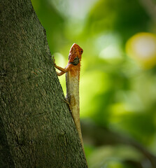 lizard on a tree