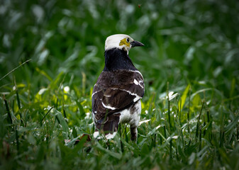 Black-collared Starling