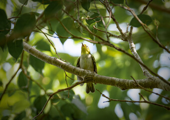 Dark green white-eye