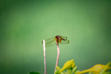 Dawn brown dragonfly closeup