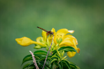 Dragonfly resting on yellow flower