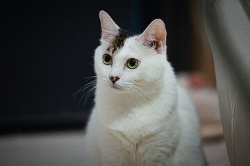 close up cat portrait