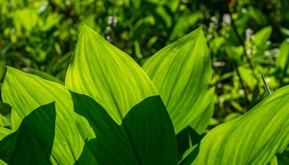 Vibrant green leaves in sunlight