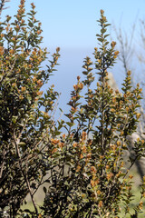 flora cuarta region