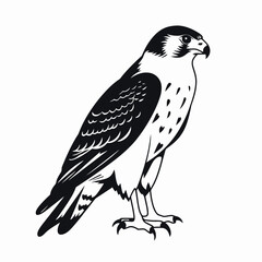 Fototapeta premium Majestic falcon standing tall bird profile vector graphic powerful silhouette