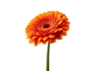 Single orange gerbera daisy flower on black background, Isolated On White Background, Png Transparent