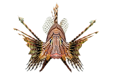Exotic lionfish with venomous spines facing forward isolated on a transparent background