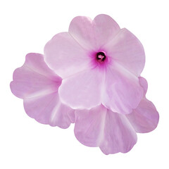 Obraz premium pink flower isolated on white background