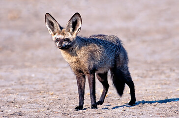 Bat eared fox