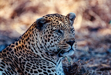 close up of a leopard © Raphael