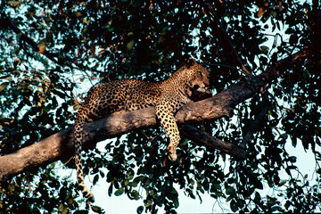 leopard on a tree
