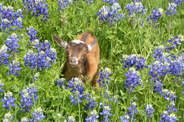 goat on meadow miniature Nigerian dwarf bluebonnet flower
