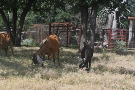 a herd of goats