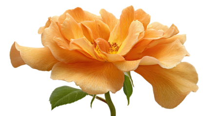 Close-up of an orange rose