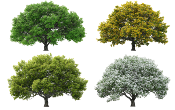 Four trees in different seasons