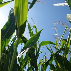 corn field on blue sky