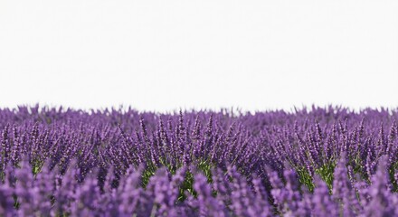 Obraz premium 紫色のラベンダー畑 穏やかな光に包まれ輝く花々. AI Generated