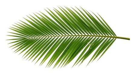 Obraz premium Green Palm Leaf Isolated on a White Background