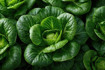 Obraz premium Close-up view of lush, vibrant green lettuce heads