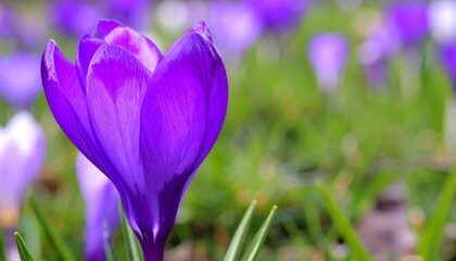 Vibrant purple crocus in spring