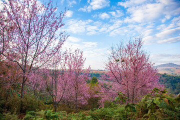 Fototapeta premium Prunus cerasoides on hill in thailand is call thai sakura.