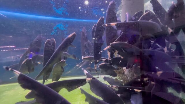 Crowd of Black Ghost Knifefish (Apteronotus albifrons) Swimming Together in Aquarium
