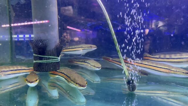 Juvenile Channa Micropeltes Group in Glass Tank