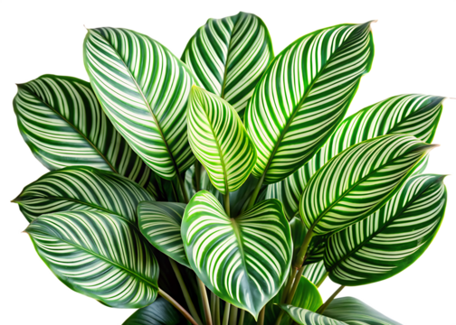 leaves calathea ornata pin stripe isolated on white background ,PNG.AI Generated.